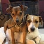 My foster dogs